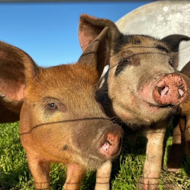 Freshwater Creek Cottages & Farm Stay Torquay Eksteriør bilde
