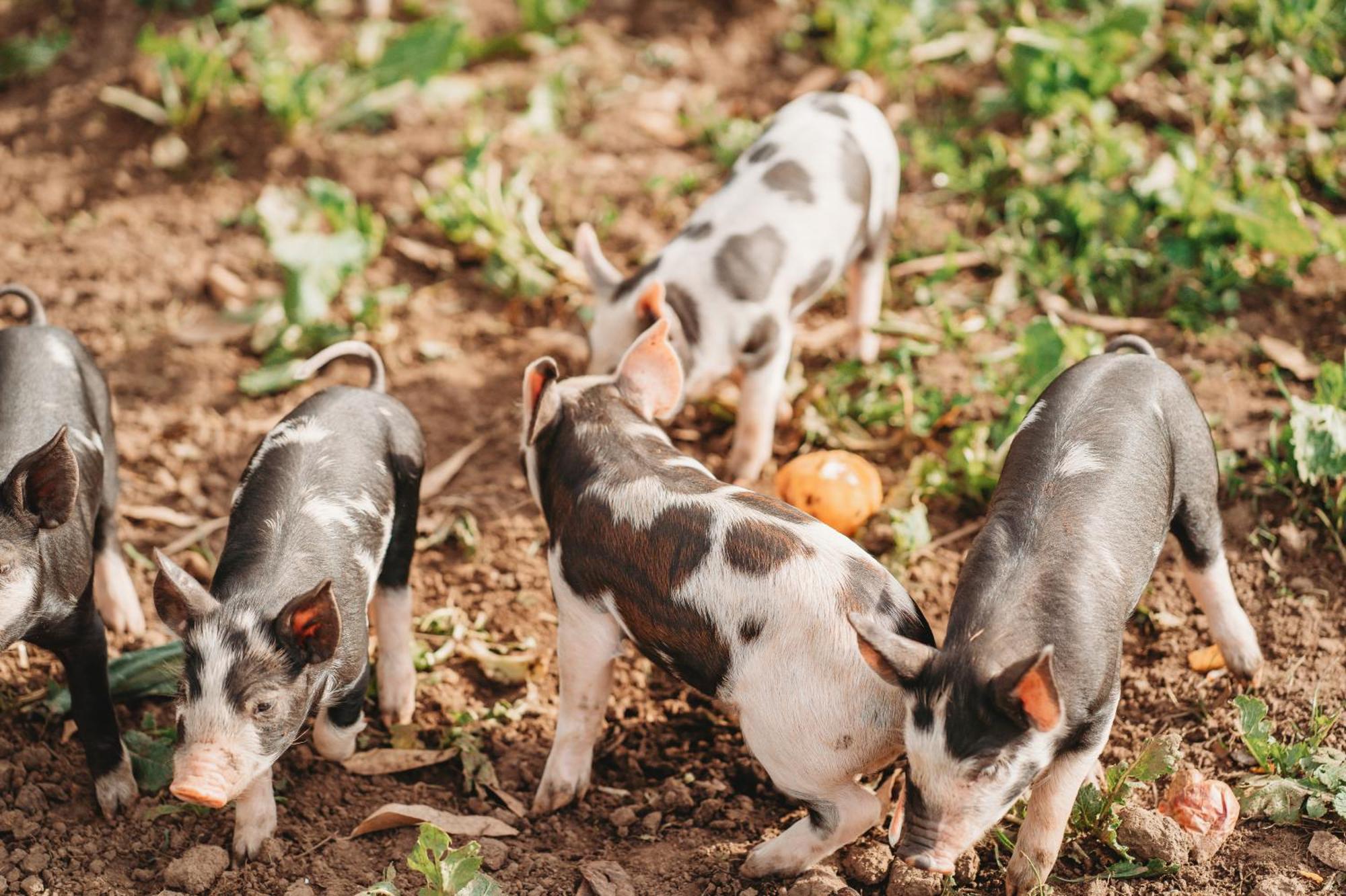 Freshwater Creek Cottages & Farm Stay Torquay Eksteriør bilde