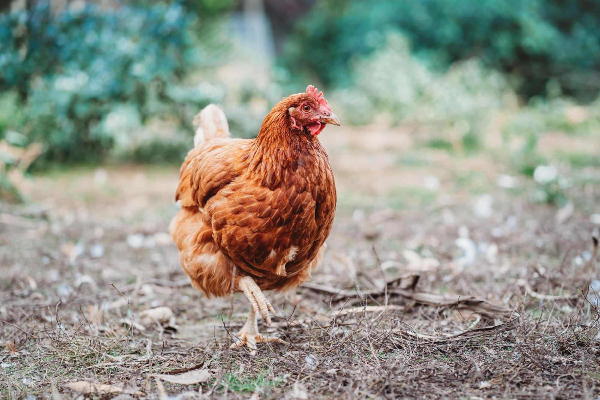 Freshwater Creek Cottages & Farm Stay Torquay Eksteriør bilde