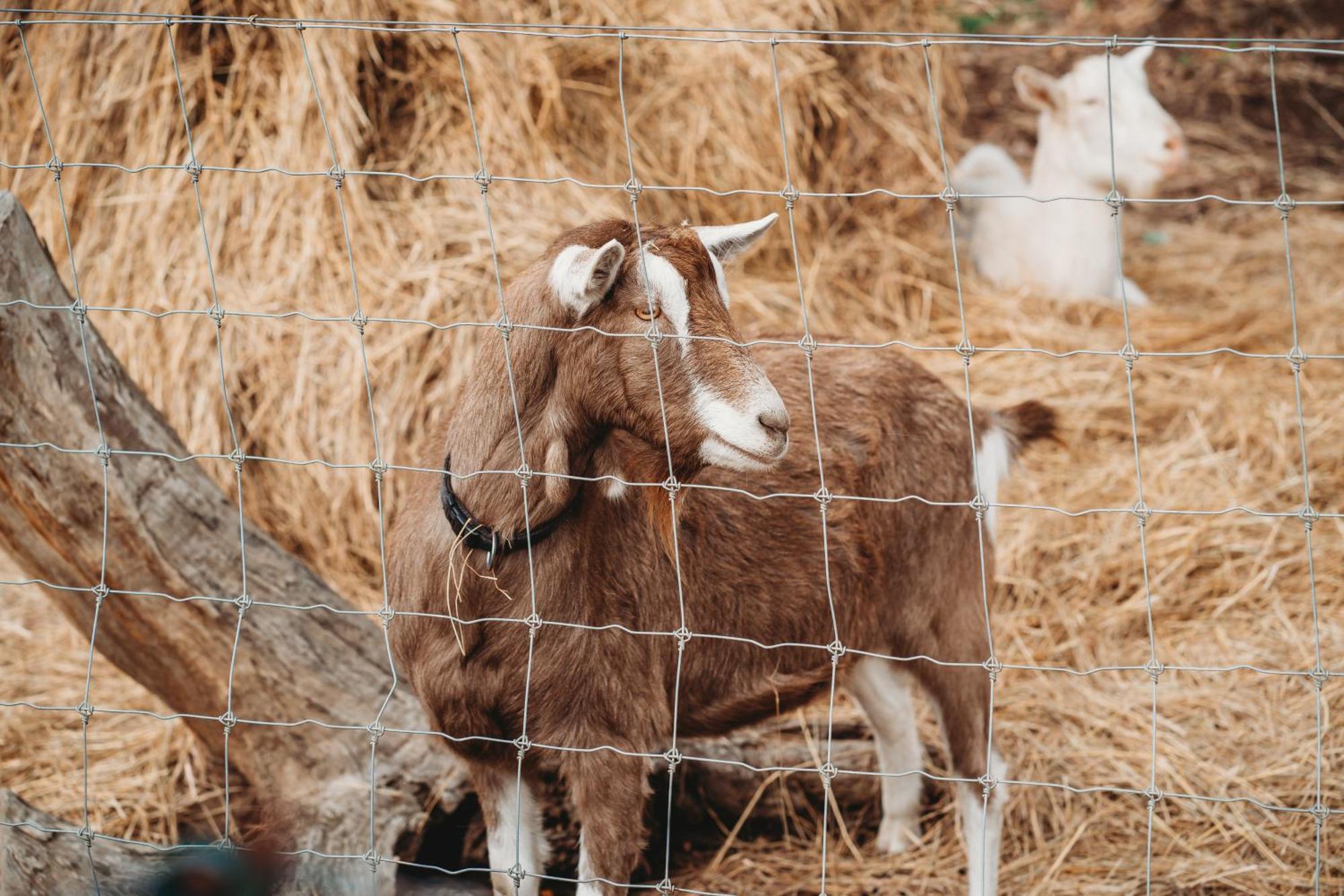 Freshwater Creek Cottages & Farm Stay Torquay Eksteriør bilde