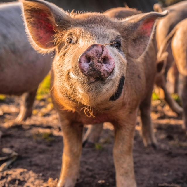 Freshwater Creek Cottages & Farm Stay Torquay Eksteriør bilde