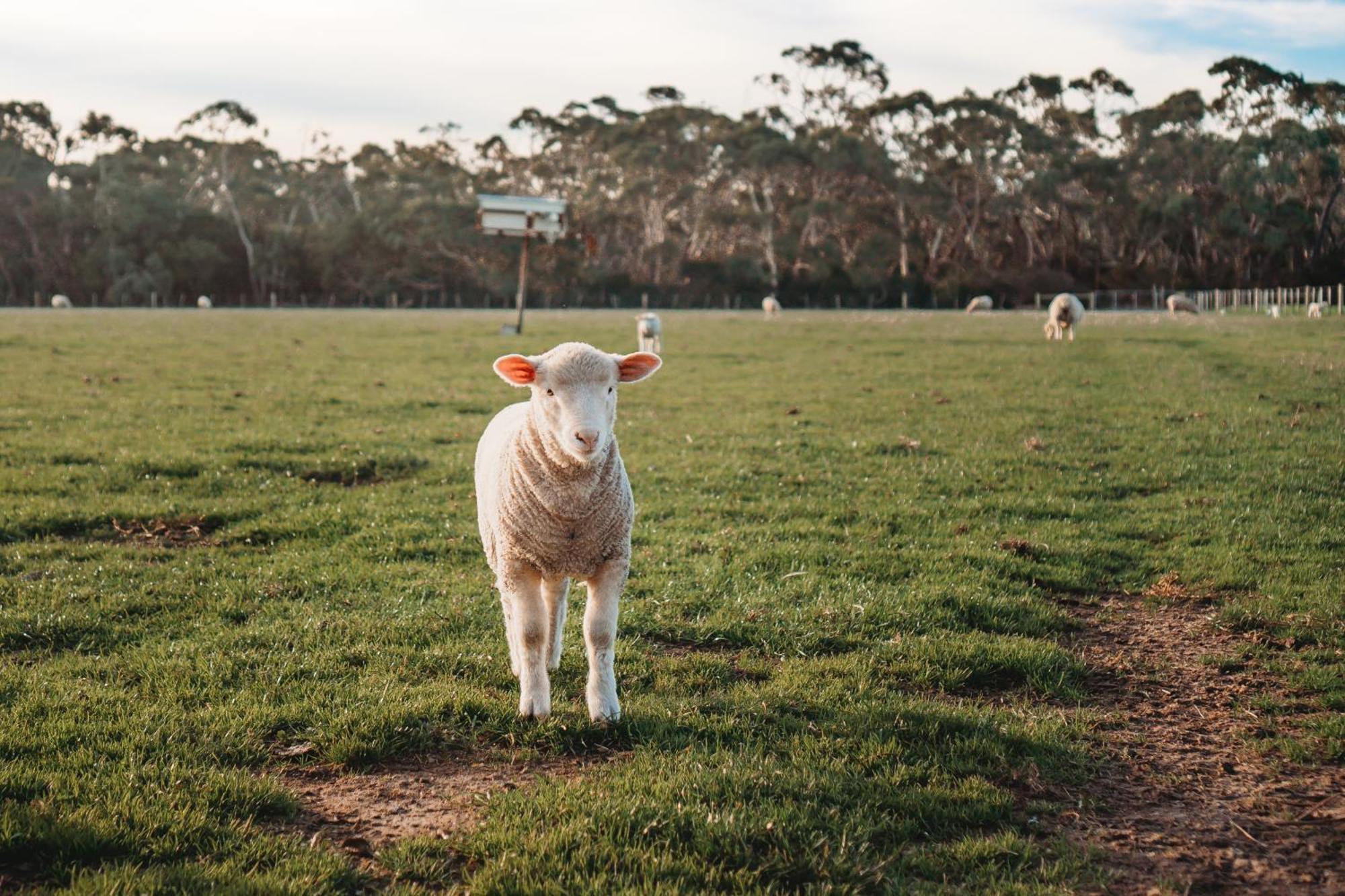 Freshwater Creek Cottages & Farm Stay Torquay Eksteriør bilde