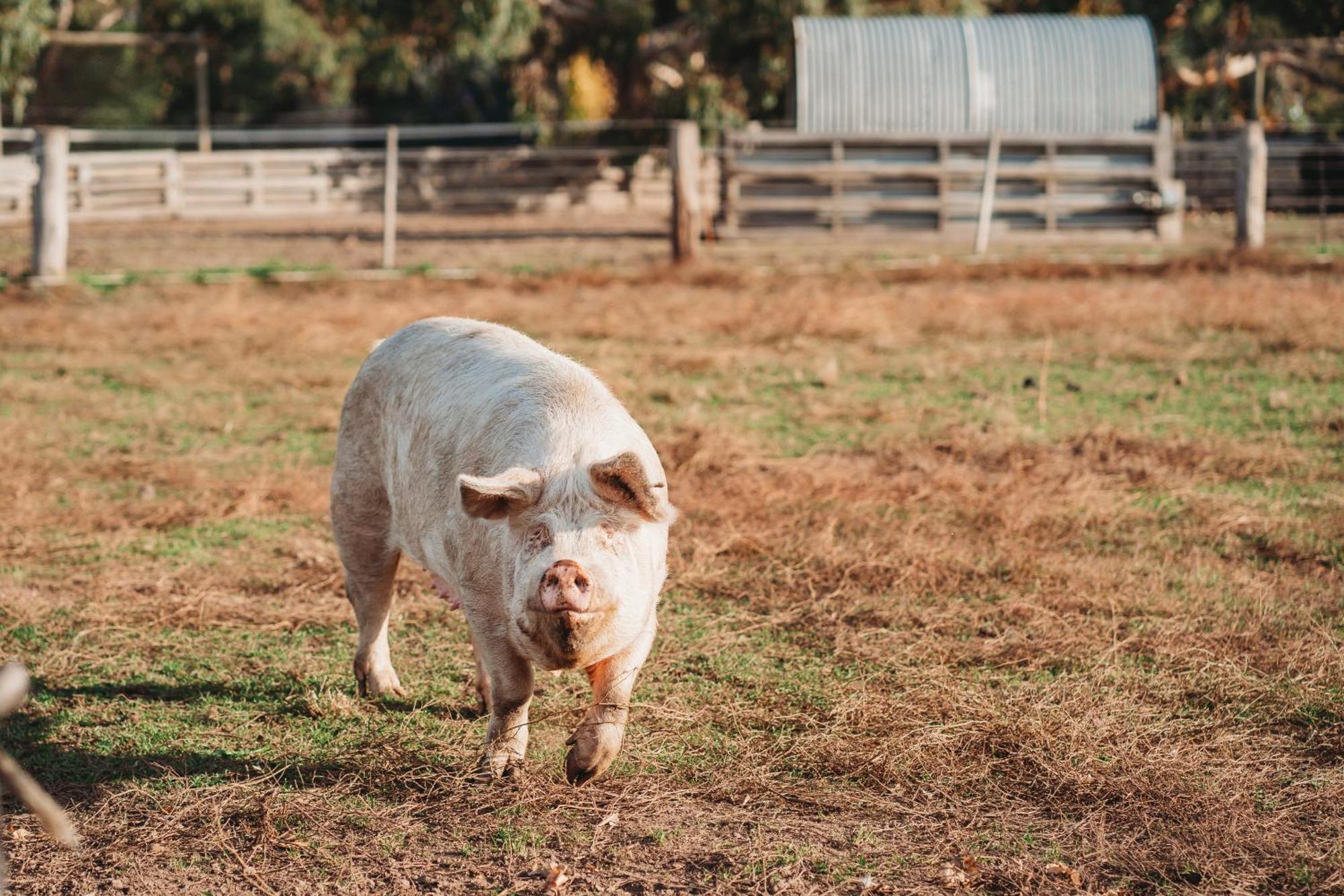 Freshwater Creek Cottages & Farm Stay Torquay Eksteriør bilde