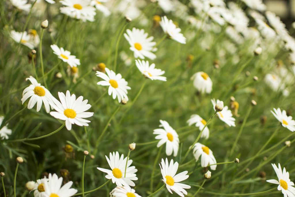 Freshwater Creek Cottages & Farm Stay Torquay Rom bilde