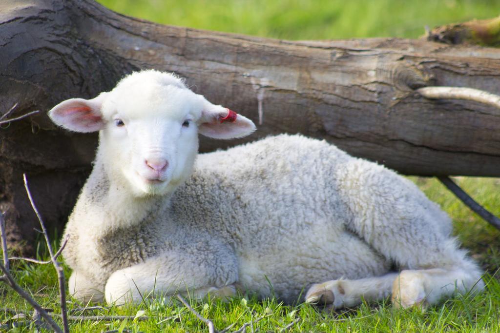 Freshwater Creek Cottages & Farm Stay Torquay Eksteriør bilde