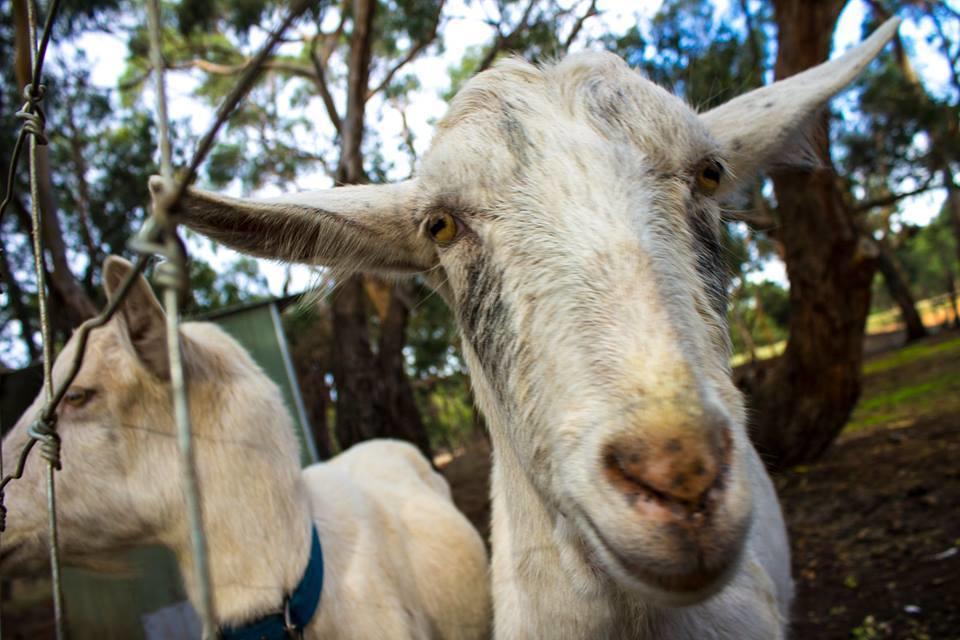 Freshwater Creek Cottages & Farm Stay Torquay Eksteriør bilde